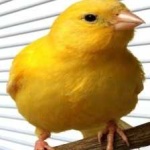 image of bird