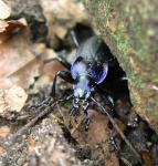 image of ground_beetle
