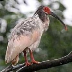 image of asian_crested_ibis #20