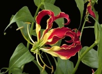 image of flower