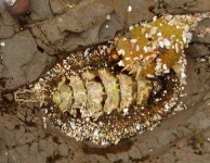 image of chiton