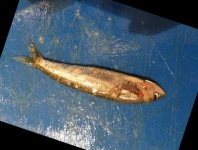 image of fish