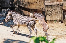 image of zebra