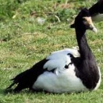 image of bird