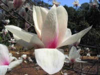 image of magnolia #34