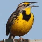 image of eastern_meadowlark #13