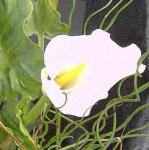 image of flower