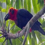 image of bird