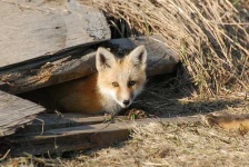 image of kit_fox