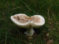 image of mushroom