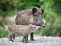 image of boar #6