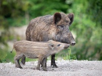 image of animal