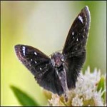 image of animal