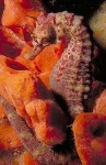 image of sea_horse