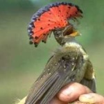 image of bird