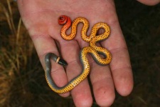 image of ringneck_snake #33