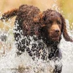 image of american_spaniel #33