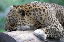 image of jaguar_car