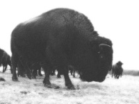 image of bison