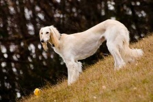 image of saluki