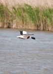 image of animal