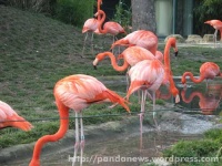 image of flamingo