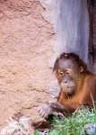 image of orangutan