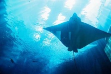 image of electric_ray