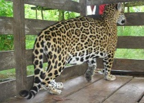 image of jaguar_car