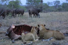 image of lion