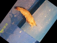 image of fish