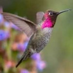 image of bird