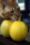image of spaghetti_squash