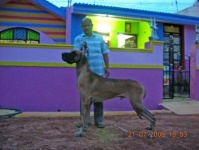 image of great_dane