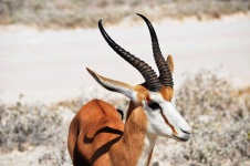 image of animal
