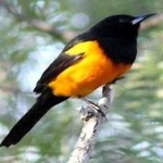 image of bird
