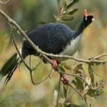 image of horned_guan #5