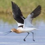 image of bird