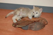 image of white_wolf