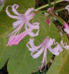 image of flower