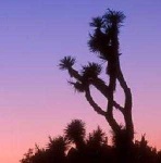 image of joshua_tree