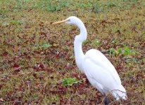 image of american_egret