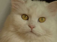 image of persian_cat