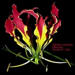 image of flower