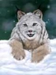 image of lynx
