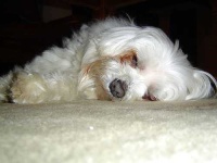 image of maltese_dog