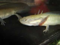 image of axolotl