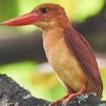 image of rudy_kingfisher #11