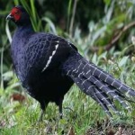 image of bird