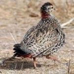 image of black_francolin #30